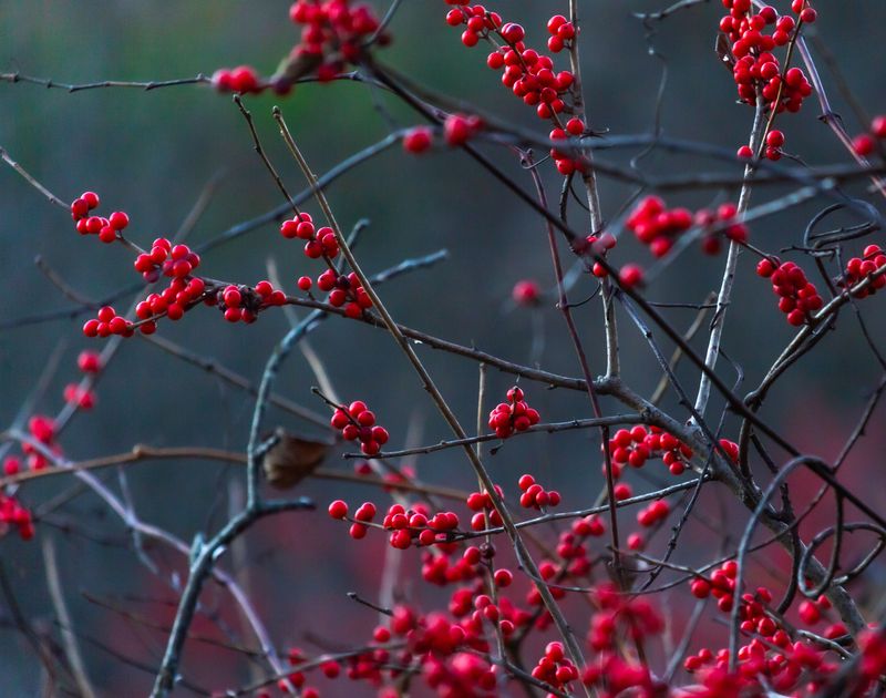 Winterberry Provides Vibrant Fall Color