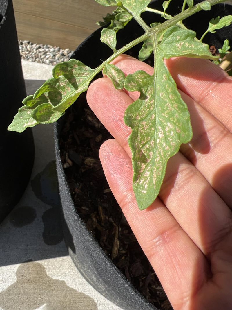 Wipe Down Dusty Foliage Before Any Treatment Wipe Down Dusty Foliage Before Any Treatment
