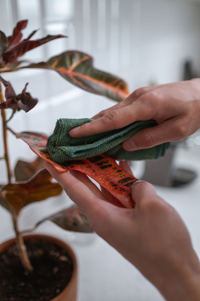 Wipe Leaves Down To Remove Dust And Eggs