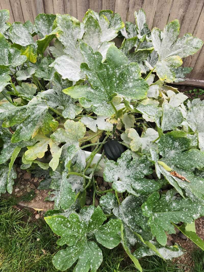 Wisconsin Weather Patterns That Fuel Powdery Mildew Growth Wisconsin Weather Patterns That Fuel Powdery Mildew Growth
