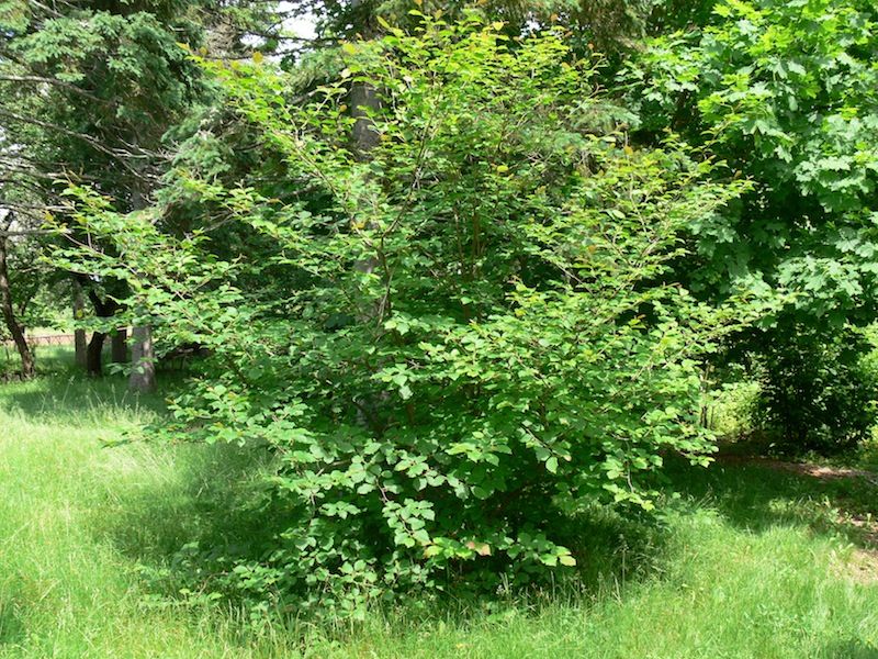 Witch-Hazel Naturally Fits Beneath Michigan's Taller Trees