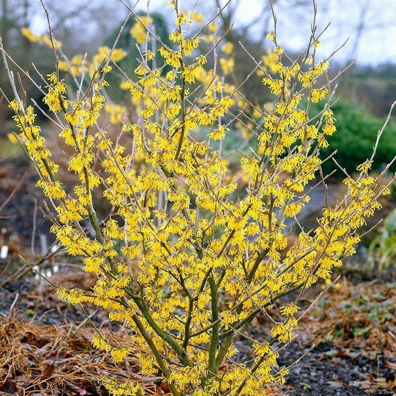 Witch Hazel
