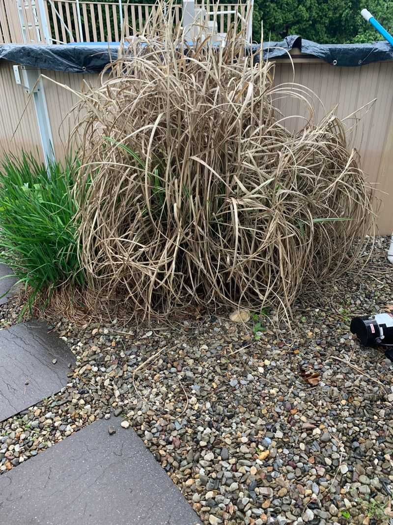 Withered And Dying Shrubs Should Come Out First Withered And Dying Shrubs Should Come Out First