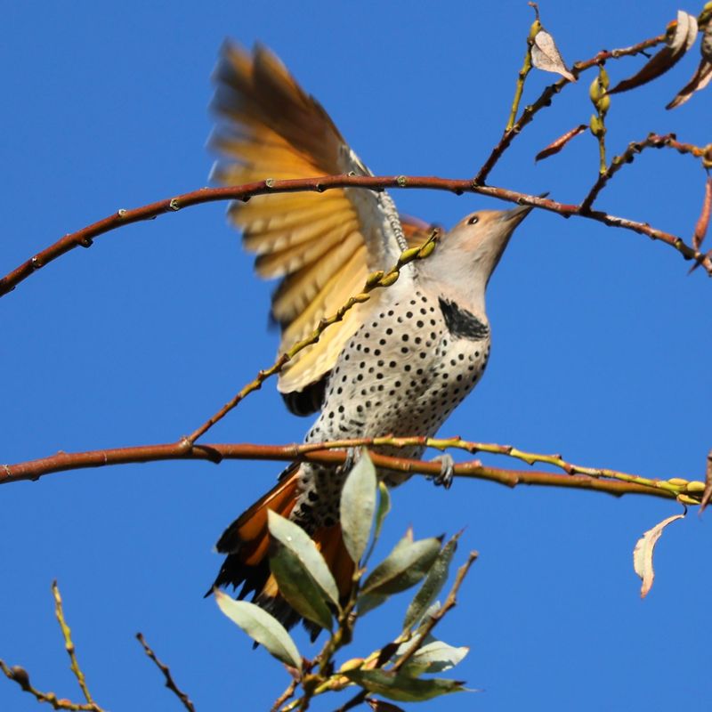 Withered Branches Give Them Easy Feeding Spots