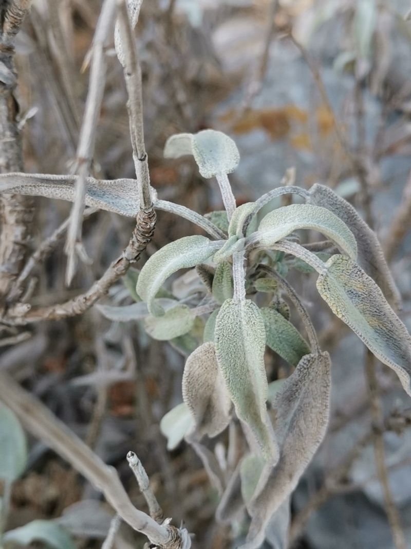 Withered Branches May Need To Be Removed Withered Branches May Need To Be Removed