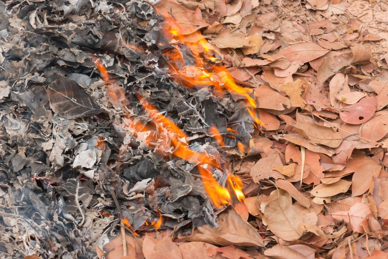 Withered Leaves And Needles Can Catch Embers Quickly Withered Leaves And Needles Can Catch Embers Quickly