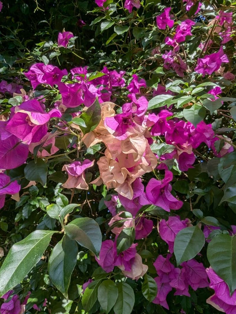 Withered Leaves Giving Embers A Place To Land