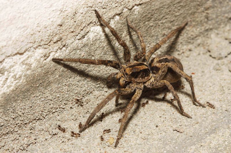 Wolf Spiders Hunt Instead Of Building Prey-Catching Webs Wolf Spiders Hunt Instead Of Building Prey-Catching Webs