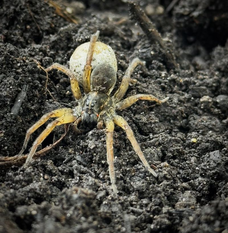 Wolf Spiders Hunt Slugs And Ground-Dwelling Insects Wolf Spiders Hunt Slugs And Ground-Dwelling Insects
