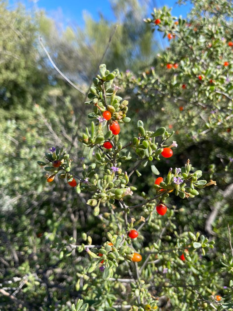 Wolfberry Creates A Natural Living Screen