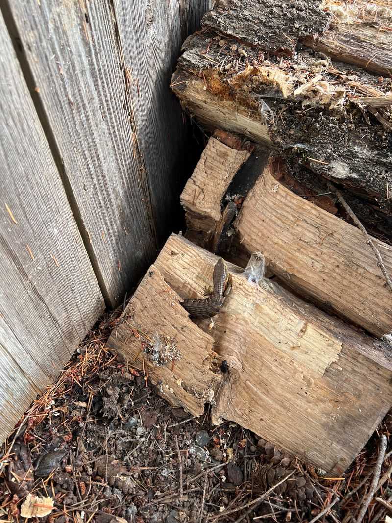 Wood Piles And Rock Edges Make Handy Retreats