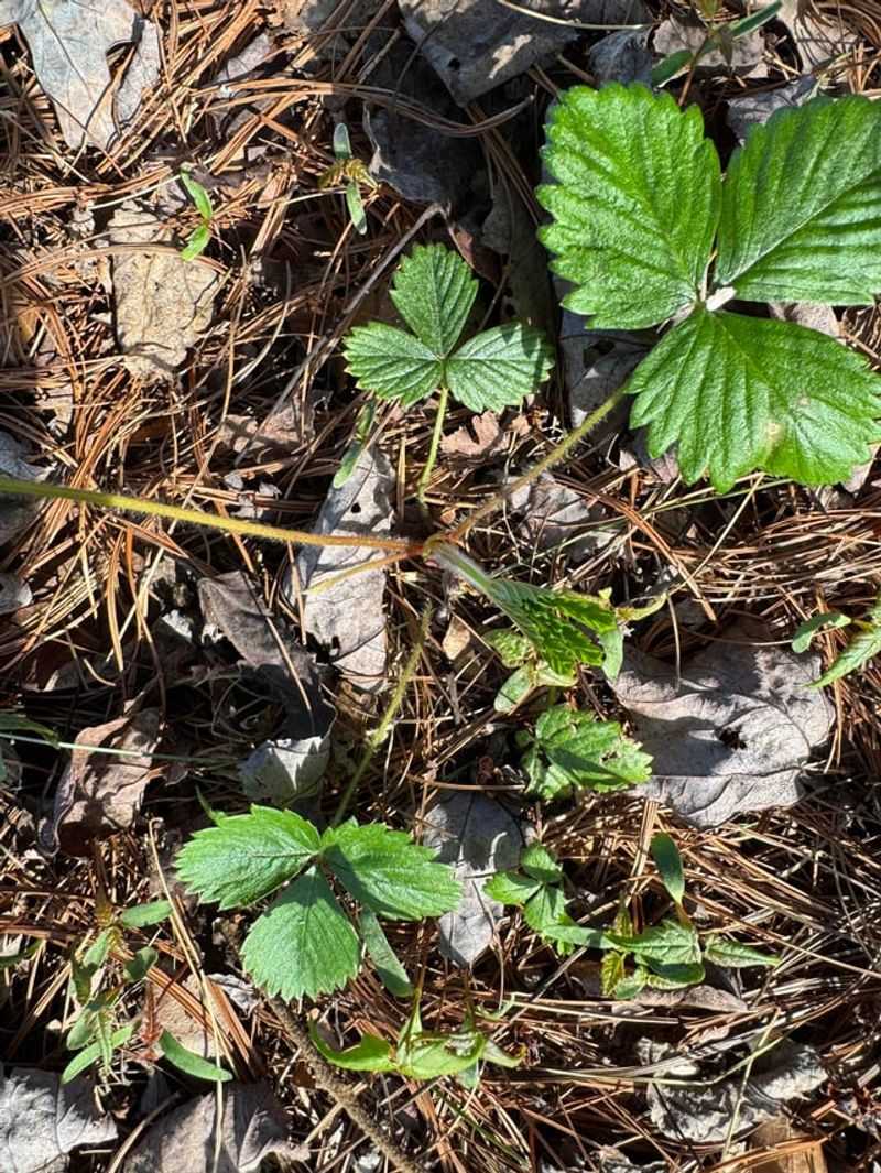 Wood Strawberry