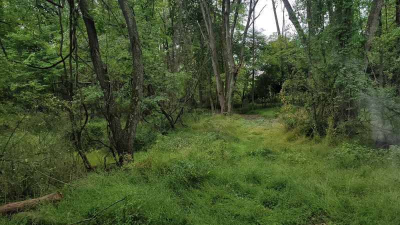 Wooded Areas With Heavy Underbrush Wooded Areas With Heavy Underbrush
