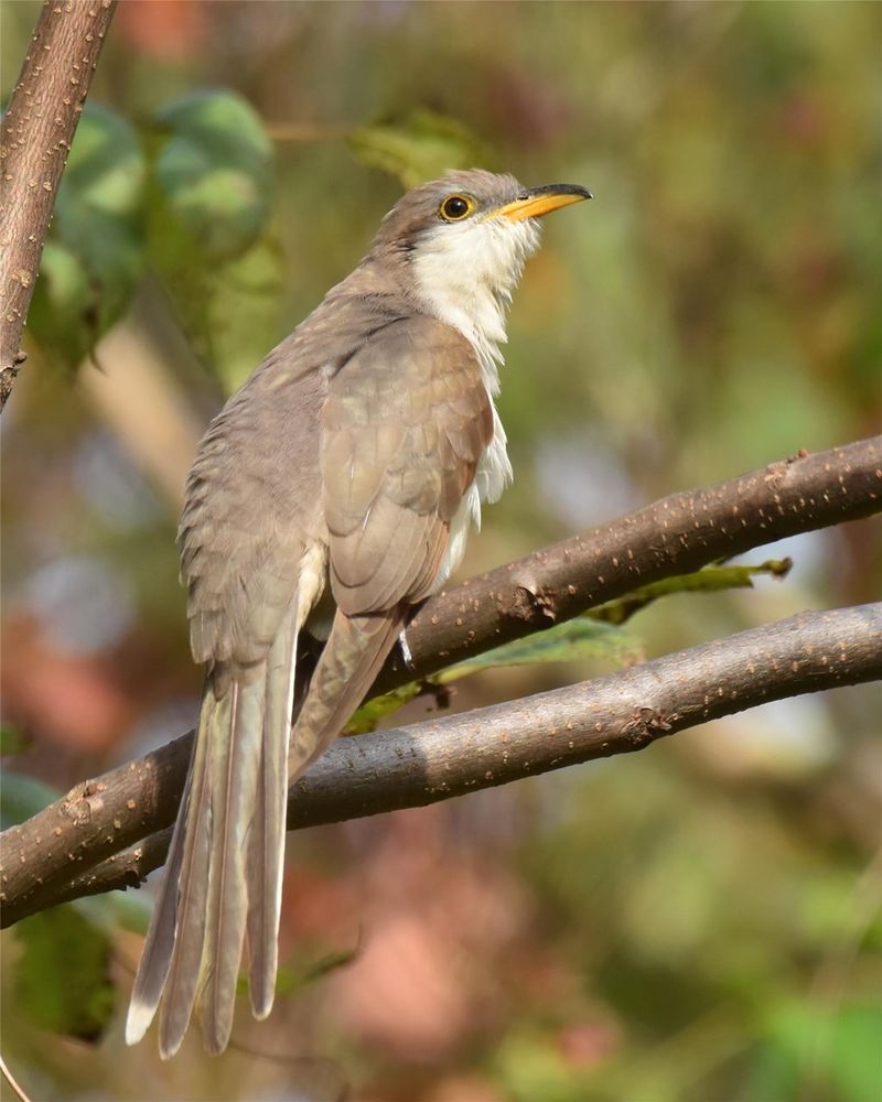 Wooded Yards Offer The Habitat They Prefer Wooded Yards Offer The Habitat They Prefer