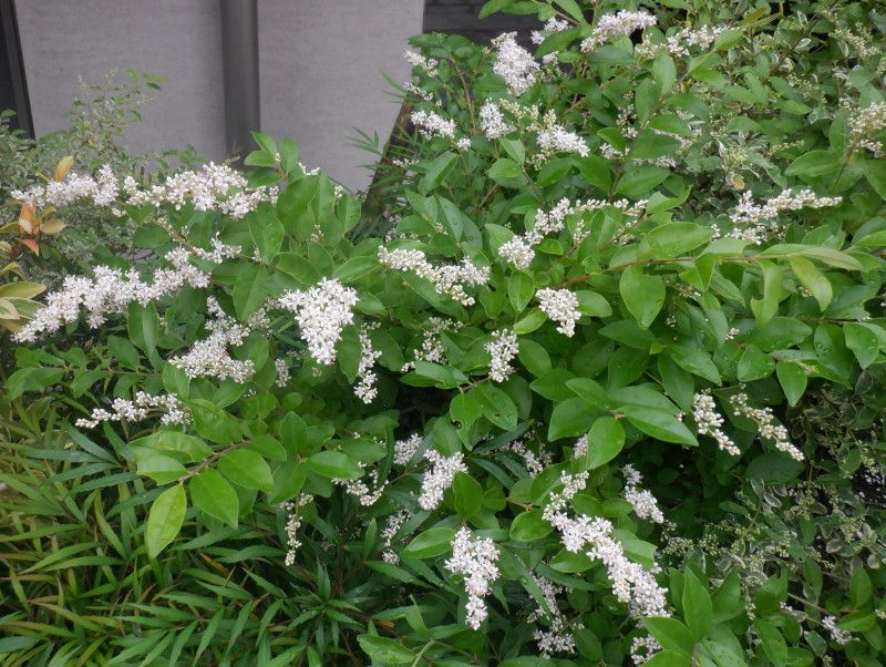 Woodland Edges Give Privet Room To Spread