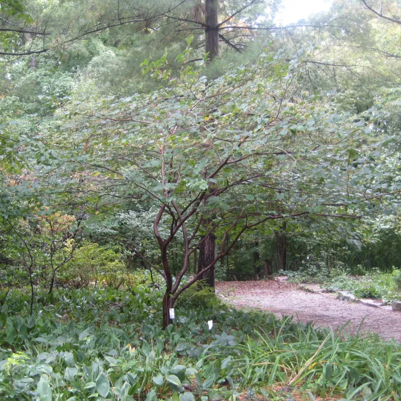 Woodland Edges Offer A Natural Model For Garden Placement