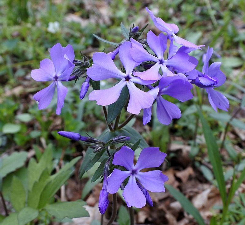 Woodland Phlox Brings Color Slugs Often Skip