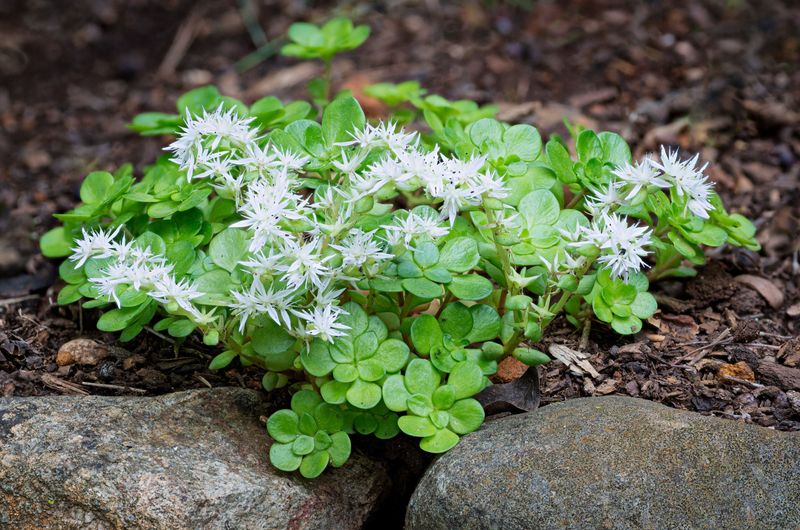 Woodland Stonecrop Handles The Dry Rocky Spots