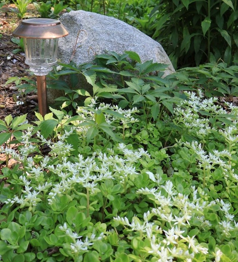 Woodland Stonecrop Tolerates Dry Shade Better Than Many Perennials Woodland Stonecrop Tolerates Dry Shade Better Than Many Perennials