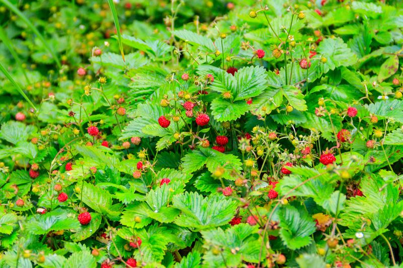 Woodland Strawberry Adds Flowers And Low Green Cover Woodland Strawberry Adds Flowers And Low Green Cover