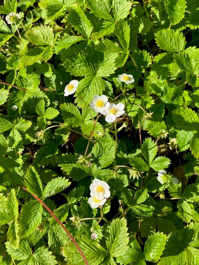 Woodland Strawberry Covers Cooler Part-Shade Areas Woodland Strawberry Covers Cooler Part-Shade Areas