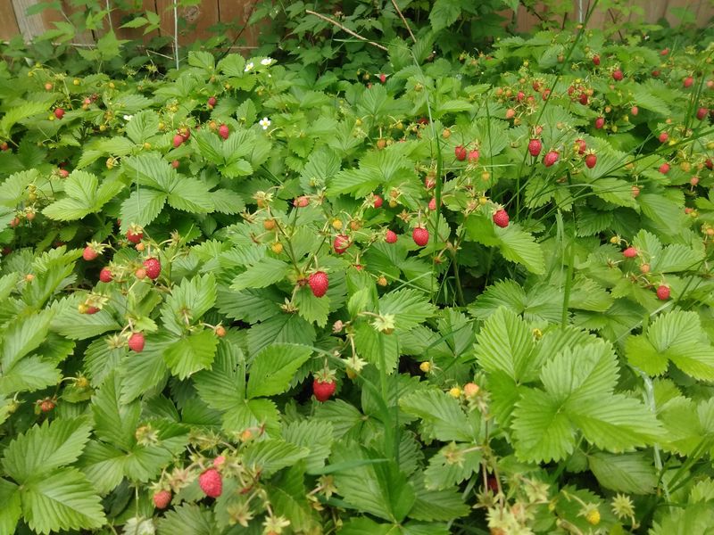 Woodland Strawberry Handles Shade Beneath Open Oak Canopies