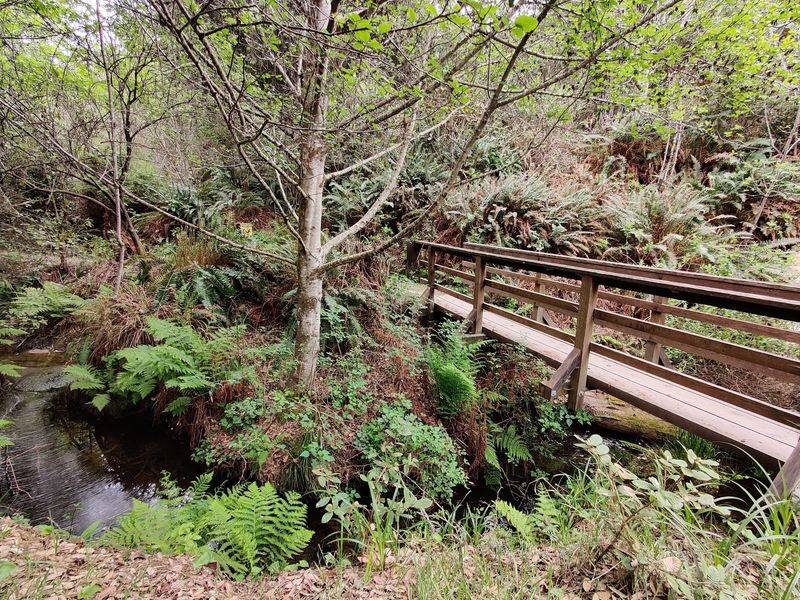Woodland Trails That Feel Miles From California