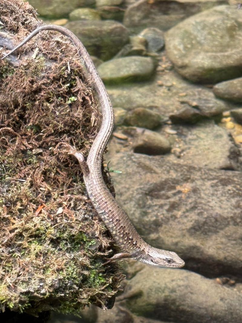 Woodpiles And Rocks Make Perfect Lizard Hideouts