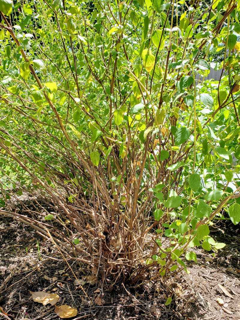 Woody Centers Can Leave Plants Looking Thin Woody Centers Can Leave Plants Looking Thin