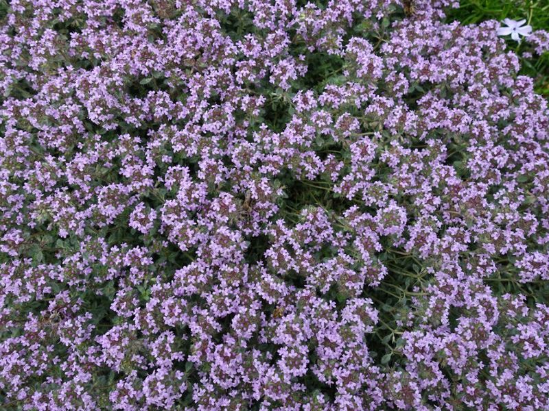 Woolly Thyme Softening Hot Driveway Borders Woolly Thyme Softening Hot Driveway Borders