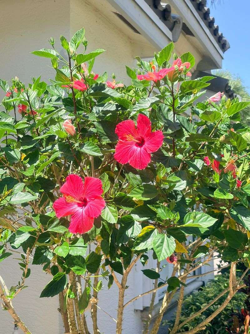 Work Around The Plant To Maintain Its Shape
