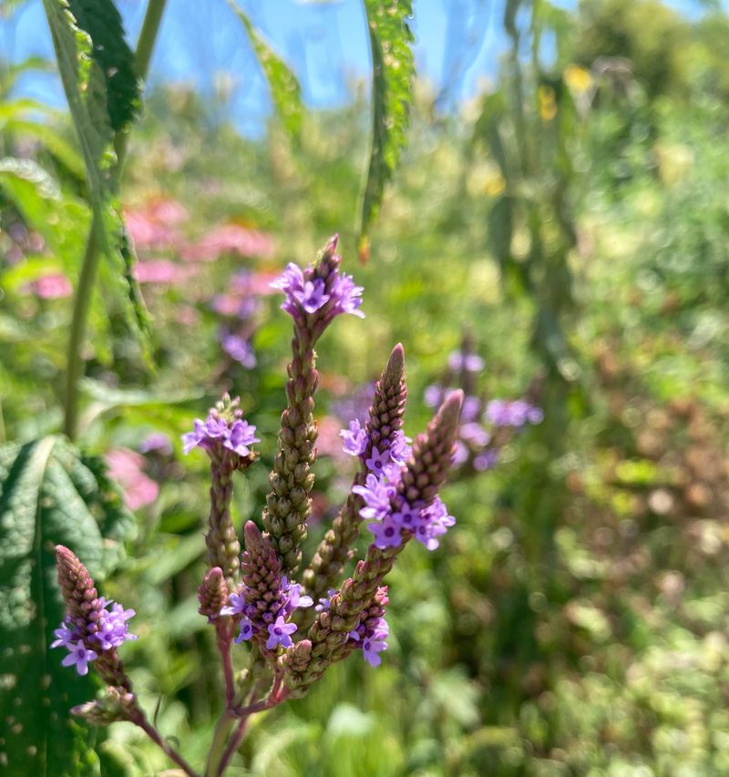 Work Blue Vervain Into Damp Beds Work Blue Vervain Into Damp Beds
