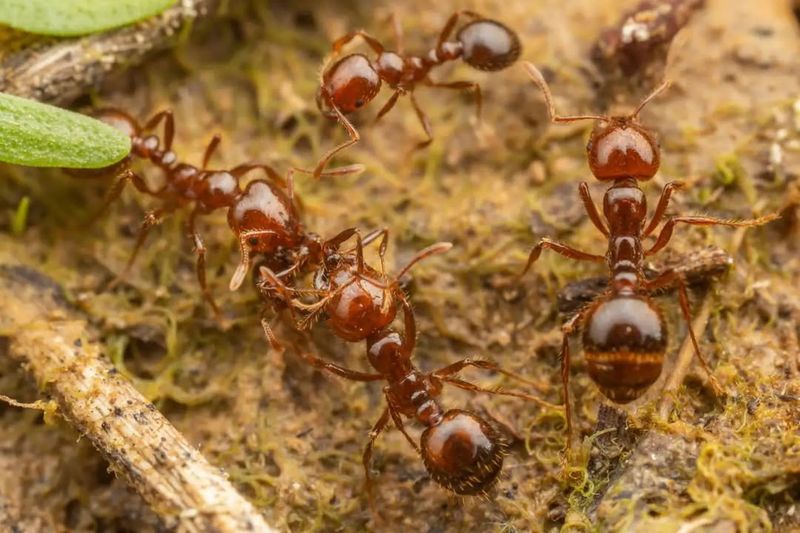 Worker Ants Quickly Rebuild After The Rain Worker Ants Quickly Rebuild After The Rain