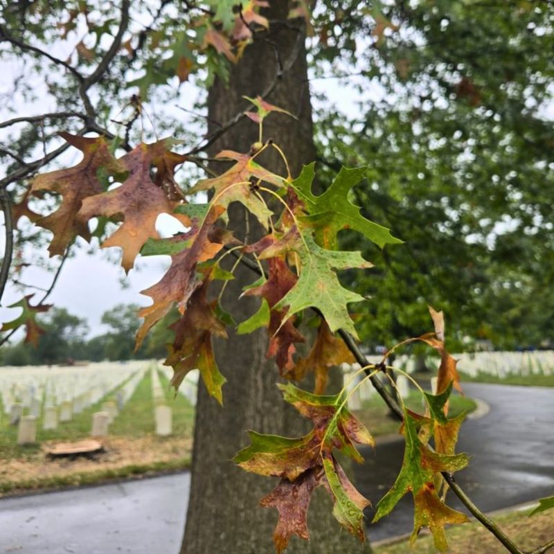 Worry When Whole Branches Show Symptoms Worry When Whole Branches Show Symptoms