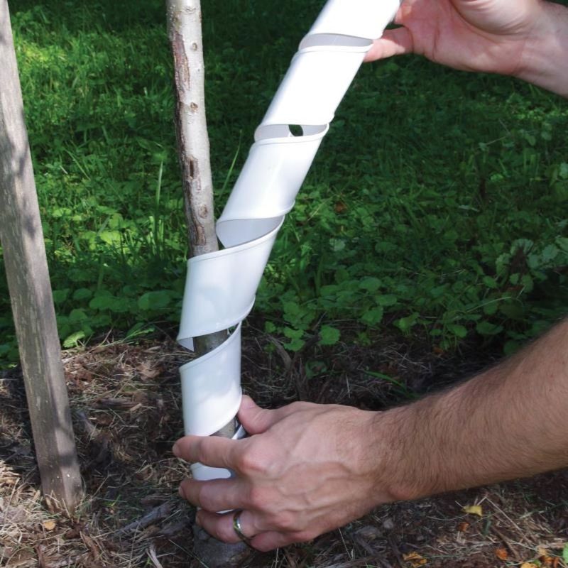 Wrap Young Trunks With Temporary Shade Guards Wrap Young Trunks With Temporary Shade Guards