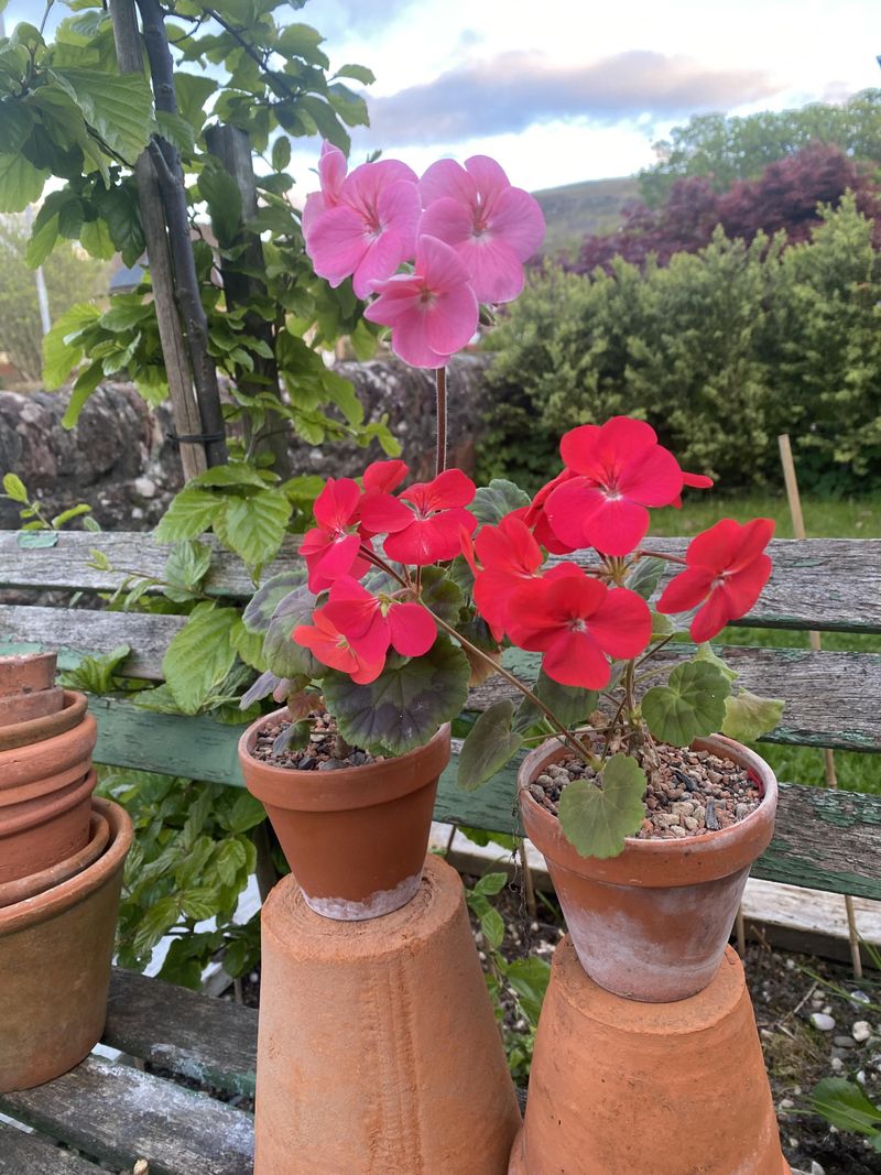 Wrong Pot Size Throws Off The Whole Plant Wrong Pot Size Throws Off The Whole Plant