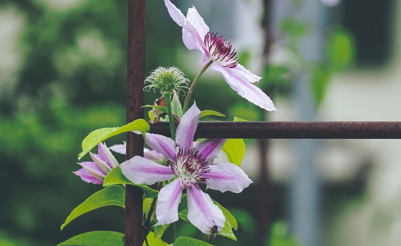 Wrong Pruning Timing Removes Buds