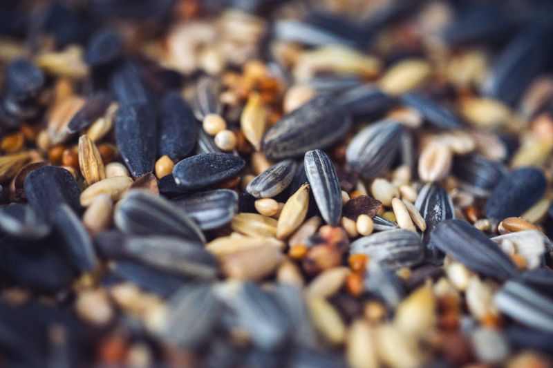 Wrong Seed Type Fails To Match Local Bird Species Wrong Seed Type Fails To Match Local Bird Species