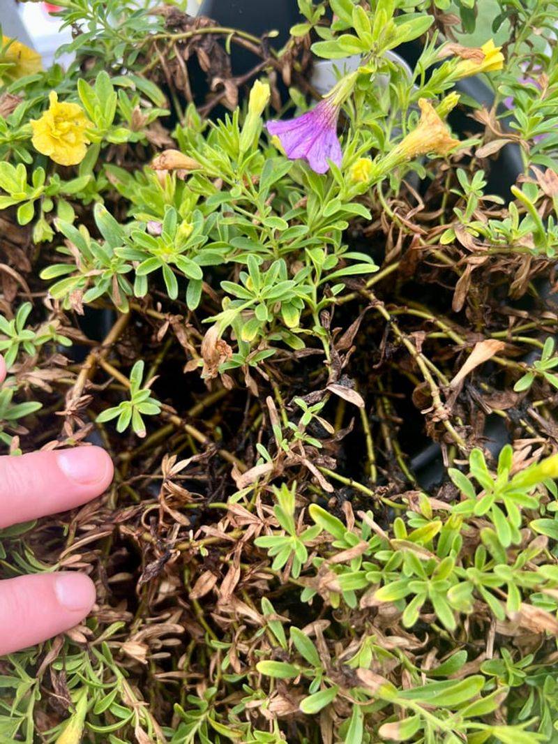 Wrong Soil pH Locks Out Key Nutrients Wrong Soil pH Locks Out Key Nutrients