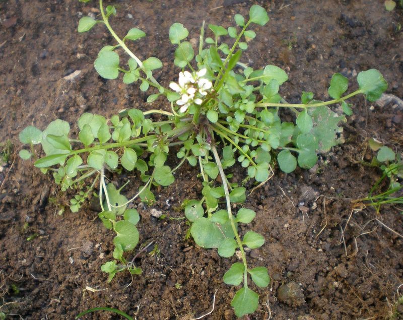 Yanking Mature Weeds After They've Already Gone To Seed
