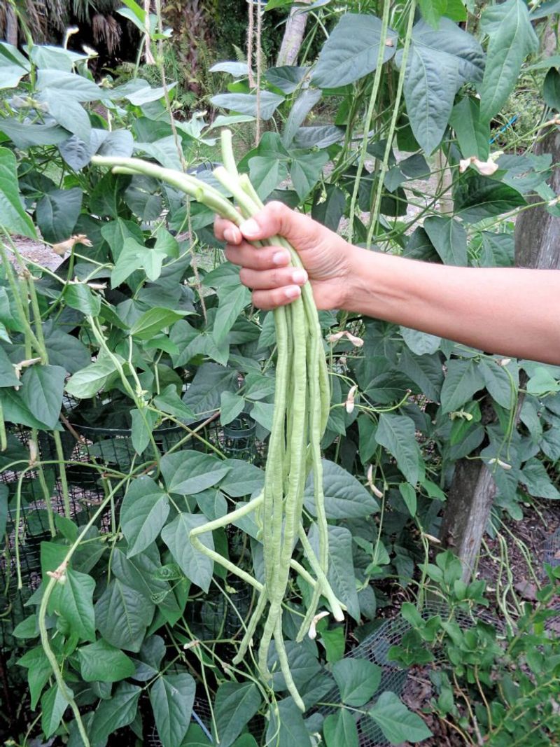 Yard-Long Beans Make A Strong Southern Pea Alternative