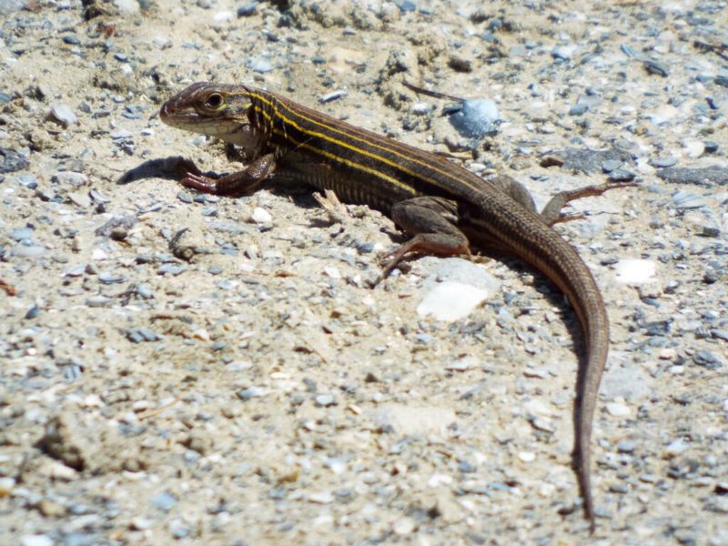 Yard Sightings Are Usually Nothing To Worry About Yard Sightings Are Usually Nothing To Worry About