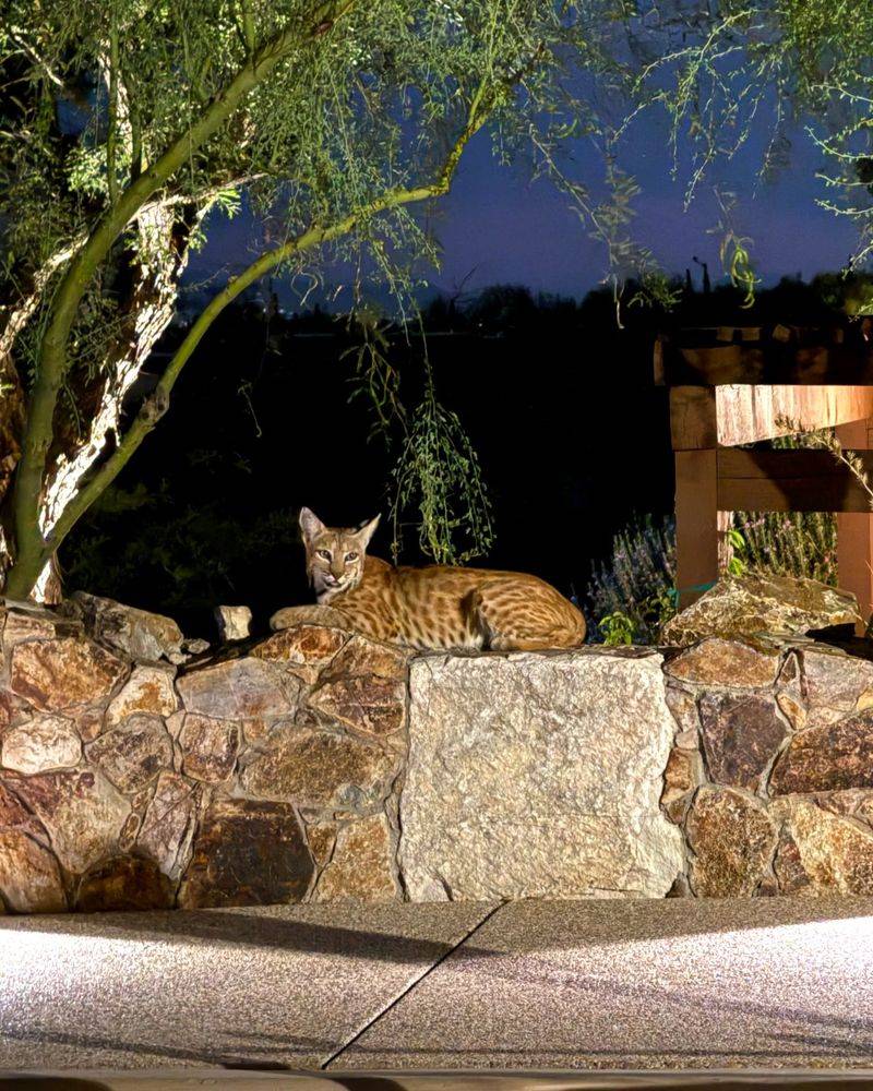 Yard Visits Usually Mean Something Nearby Caught Their Attention
