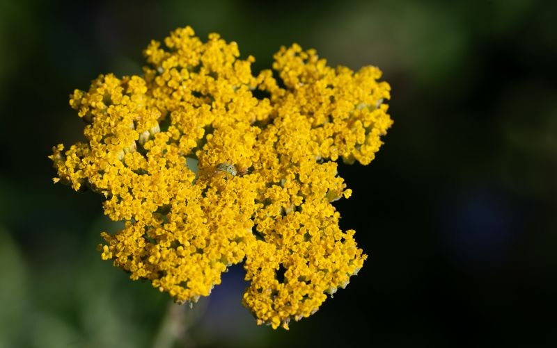Yarrow Yarrow