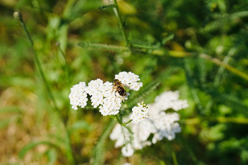 Yarrow Yarrow