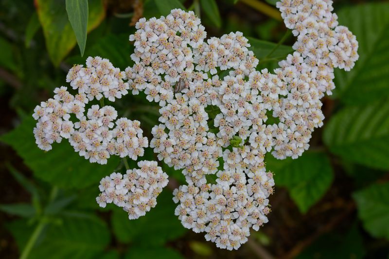 Yarrow