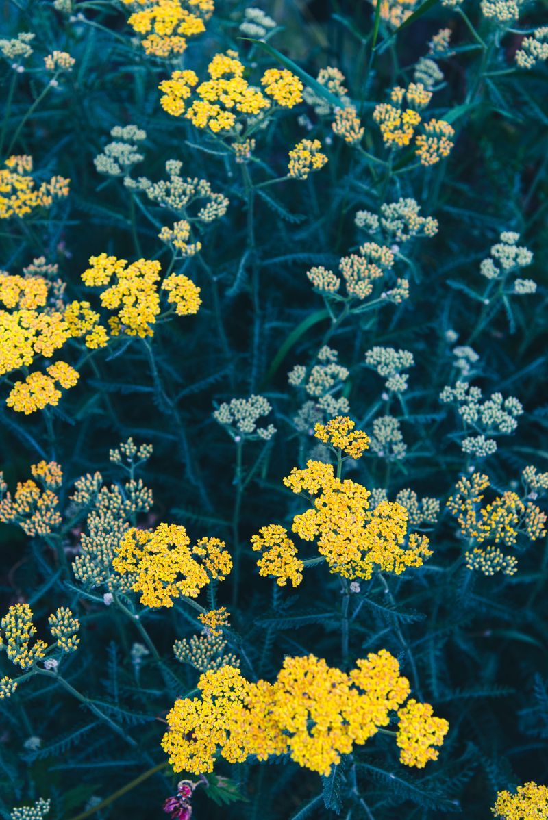 Yarrow