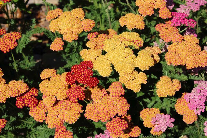 Yarrow Adds Flowers With Surprisingly Potent Aromatic Oils