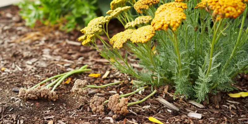 Yarrow Divisions Get A Gentler Start In Cool Soil Yarrow Divisions Get A Gentler Start In Cool Soil