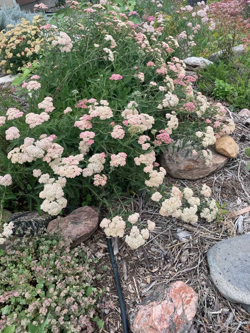 Yarrow Fills Sunny Strips Without Getting Tall